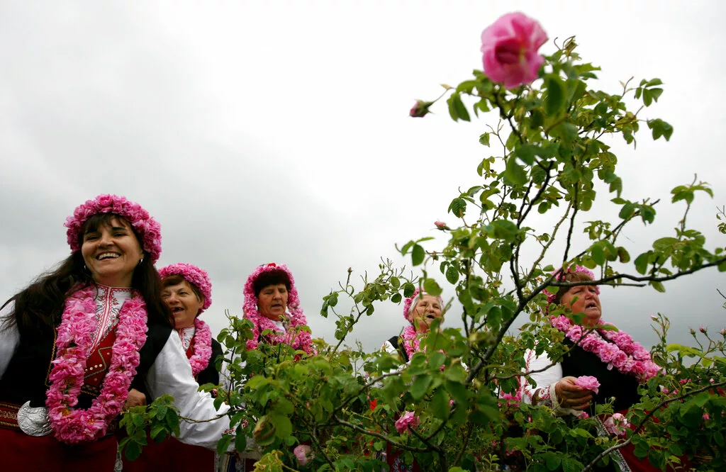 Bulgaria: The rose harvest season begins
 – 2024-07-14 00:10:23