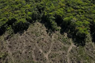 Αποψίλωση στη Βραζιλία ξεπερνά τον Αμαζόνιο