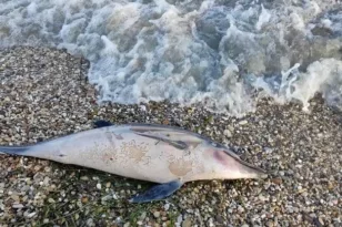 Χαλκιδική: Εντοπίστηκε νεκρό δελφίνι στα Μυκονιάτικα Καλλικράτειας