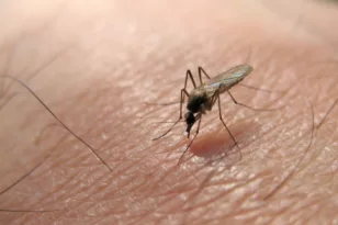 ΕΟΔΥ: Προσοχή στα κουνούπια και τον ιό του Δυτικού Νείλου ,τα μέτρα προφύλαξης