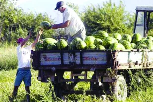 Αχαΐα: Ανεβαίνει και πάλι η τιμή του καρπουζιού, ποιοι παράγοντες ευθύνονται για τις αυξομειώσεις