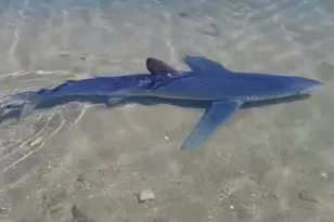 Νεκρή,καρχαρίας
