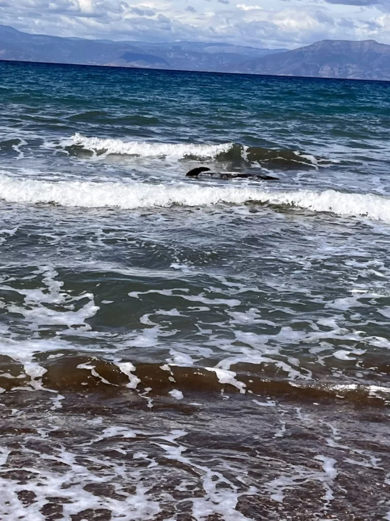 Ναύπλιο: Λουόμενοι έσωσαν δελφίνι που παρασύρθηκε στην παραλία των Ιρίων ΦΩΤΟ