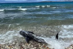 Ναύπλιο: Λουόμενοι έσωσαν δελφίνι που παρασύρθηκε στην παραλία των Ιρίων ΦΩΤΟ