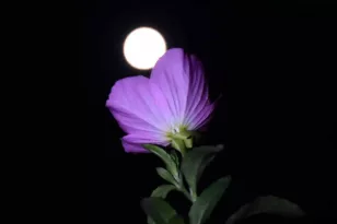 Πανσέληνος Μαΐου 2024: Μάγεψε το «φεγγάρι των λουλουδιών» ΦΩΤΟ
