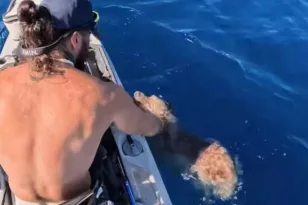 Κρήτη: ΒΙΝΤΕΟ με τη διάσωση σκύλου που κολυμπούσε μεσοπέλαγα