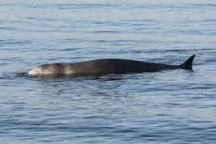 Απρόσμενο θέαμα: Ιστιοπλοϊκό «συνάντησε» μια φάλαινα φυσητήρα ανοικτά της Ζακύνθου ΒΙΝΤΕΟ