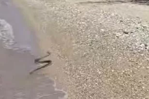 Πάτρα: Έκαναν μπάνιο με… το φίδι, αναστάτωση σε παραλία ΒΙΝΤΕΟ