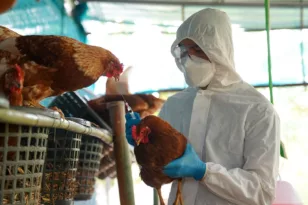 Ινδία: Συναγερμός για τη γρίπη των πτηνών