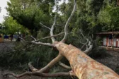 Πάτρα: Δέντρο καταπλάκωσε αυτοκίνητο στην Έξω Αγυιά – Δεύτερο περιστατικό μέσα σε λίγες ώρες