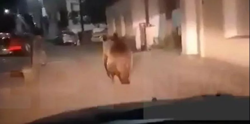αρκούδα