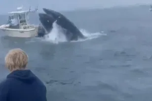ΗΠΑ: ΒΙΝΤΕΟ από τη στιγμή που φάλαινα έπεσε πάνω σε αλιευτικό σκάφος