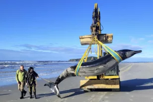 Νέα Ζηλανδία: Ξεβράστηκε η πιο σπάνια φάλαινα του κόσμου ΦΩΤΟ-ΒΙΝΤΕΟ