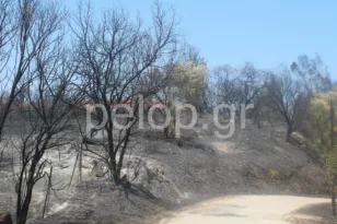 Φωτιά στην Πάτρα: Η επόμενη μέρα στα καμένα