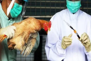 Ανησυχία στις ΗΠΑ: Τέσσερα νέα κρούσματα γρίπης των πτηνών σε ανθρώπους