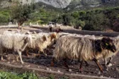 Ευλογιά προβάτων: Εντοπίστηκαν νέα κρούσματα στο Μεσολόγγι