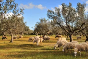 Διευκρινήσεις