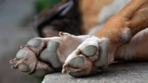 Τι συμβαίνει και ο σκύλος σας ζητάει συνεχώς χάδια; Τι είναι αυτό που προσπαθεί να σας πει