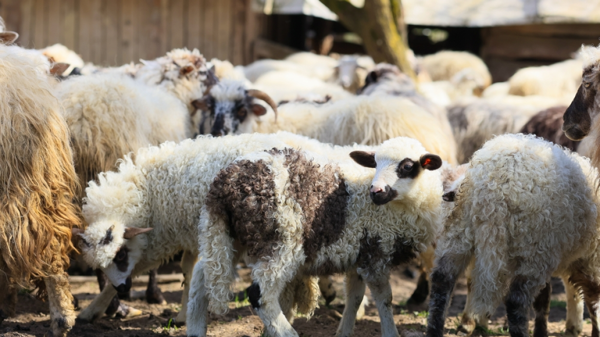 Second case of sheep and goat pox in Lesvos