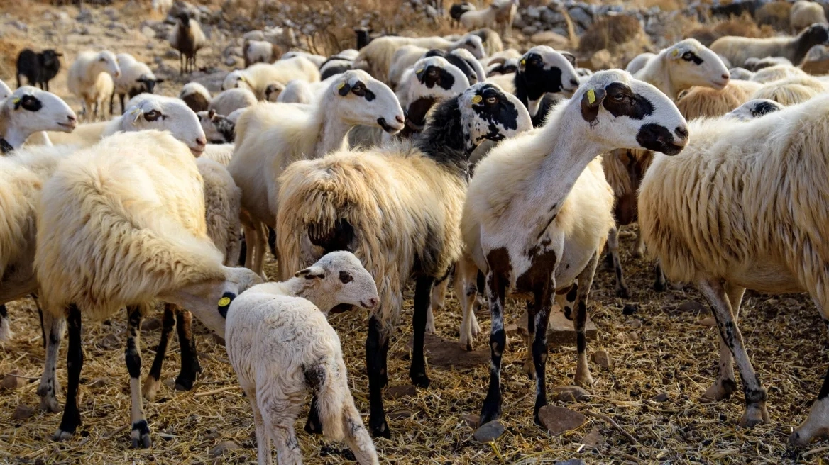 Sheep pox – Measures: The movement of sheep and goats is prohibited throughout Greece, for how long