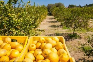 Εκλεψε 500 κιλά λεμόνια στον Πύργο, πώς συνελήφθη ο δράστης