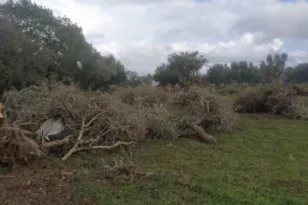 Δυτική Αχαΐα: Ανεμοστρόβολος ξερίζωσε και δένδρα ΦΩΤΟ