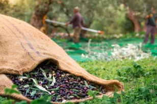 Η ανομβρία σαρώνει τους ελαιώνες της Αχαΐας: Περιμένουν όλοι μια βροχή