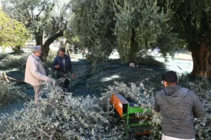 Πάτρα: Ο Δήμος μαζεύει ελιές από κοινόχρηστος χώρους ΦΩΤΟ