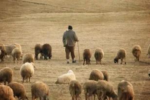 Δυτική Ελλάδα: Ξεκίνησε η καταβολή αποζημιώσεων για τους κτηνοτρόφους που επλήγησαν από την πανώλη