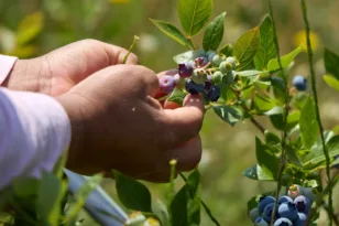 Μύρτιλλα: Μια υπερτροφή για την καρδιά