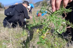 Με επιτυχία ολοκληρώθηκε η δράση «χορτοσυλλογή» του Πάρκου Εκπαιδευτικών Δράσεων του Δήμου Πατρέων στο Άνω Καστρίτσι ΦΩΤΟ