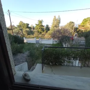 ΠΕΥΚΑ ΚΑΜΑΡΩΝ (Λαμπίρι)
