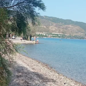 ΠΕΥΚΑ ΚΑΜΑΡΩΝ (Λαμπίρι)