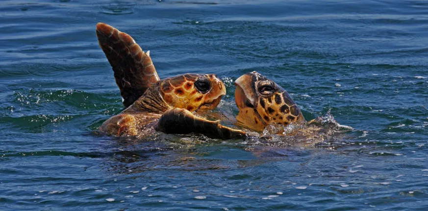 Κρήτη: σκότωσαν και διαμέλισαν χελώνα Caretta Caretta γιατί «ενοχλούσε» κολυμβητές Κρήτη: σκότωσαν και διαμέλισαν χελώνα Caretta Caretta γιατί «ενοχλούσε» κολυμβητές