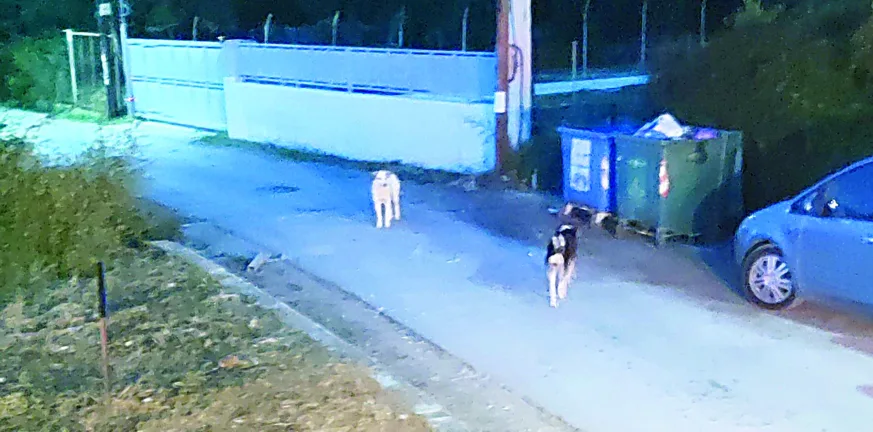 Επιθέσεις αδέσποτων σε μικρούς και μεγάλους στην Παραλία Πατρών Παραλία
