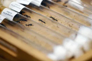 Κένυα: Απίστευτο κι όμως αληθινό – Καταδικάστηκαν για απόπειρα λαθρεμπορίου… μυρμηγκιών