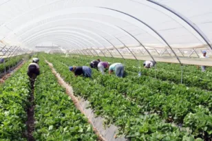 Λείπουν 12.500 εργάτες από τη Δυτική Ελλάδα – Προωθείται λύση από Ινδία και Μπαγκλαντές
