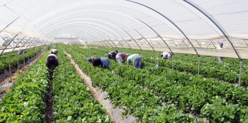 Λείπουν 12.500 εργάτες από τη Δυτική Ελλάδα - Προωθείται λύση από Ινδία και Μπαγκλαντές Λείπουν 12.500 εργάτες από τη Δυτική Ελλάδα - Προωθείται λύση από Ινδία και Μπαγκλαντές