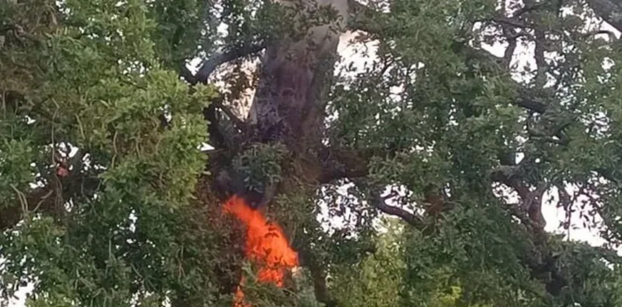 Αχαΐα: Πυρκαγιά σε δένδρο από κεραυνό, κινητοποίηση της Πυροσβεστικής ΦΩΤΟ Αχαΐα: Πυρκαγιά σε δένδρο από κεραυνό, κινητοποίηση της Πυροσβεστικής ΦΩΤΟ