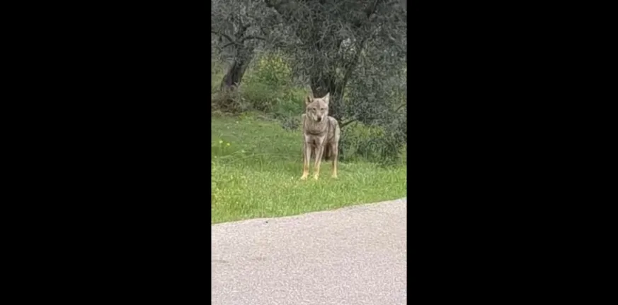 Χαλκίδα: Περαστικός είδε λύκο τη μέση του δρόμου ΒΙΝΤΕΟ Χαλκίδα