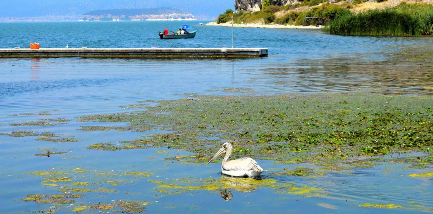 Κίνδυνος για τη Μικρή Πρέσπα: Ραγδαία πτώση της στάθμης απειλεί τη βιοποικιλότητα Πρέσπες