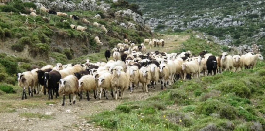 Έκτακτα μέτρα στην Περιφέρεια Βορείου Αιγαίου για αφθώδη πυρετό Έκτακτα μέτρα στην Περιφέρεια Βορείου Αιγαίου για αφθώδη πυρετό