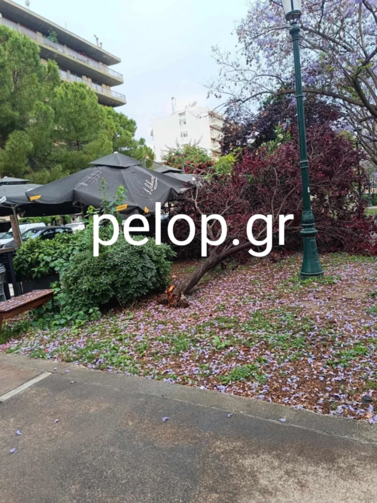 Πάτρα: Πτώση δένδρου στην πλατεία Υψηλών Αλωνίων ΦΩΤΟ