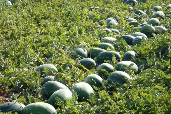 Εξαγωγικός αποκλεισμός και κατάρρευση τιμών πλήττουν τους παραγωγούς της Ηλείας και της ευρύτερης περιοχής Εξαγωγικός αποκλεισμός και κατάρρευση τιμών πλήττουν τους παραγωγούς της Ηλείας και της ευρύτερης περιοχής