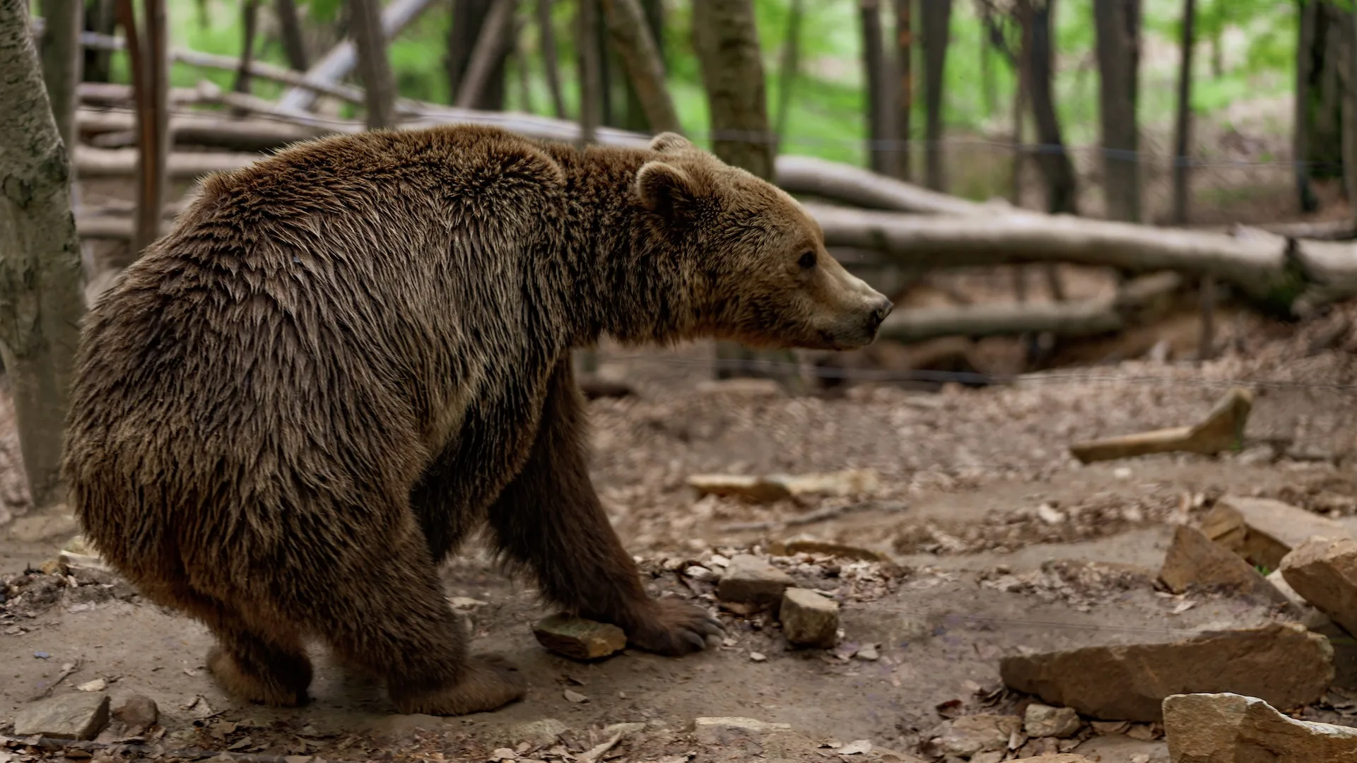 Ιαπωνία: Φύλακας σε δημόσια τουαλέτα δέχτηκε επίθεση από αρκούδα!