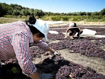 Αιγιάλεια: Η σταφίδα στην Ευρώπη - Τεράστιες απώλειες εισοδήματος 57,6 εκατ. ευρώ Αιγιάλεια: Η σταφίδα στην Ευρώπη - Τεράστιες απώλειες εισοδήματος 57,6 εκατ. ευρώ