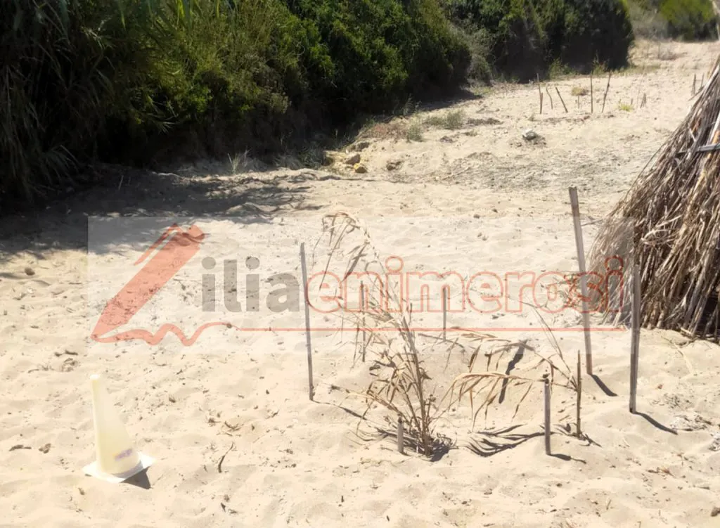 Πάλι Caretta-caretta στο Λεβεντοχώρι: Ένα «ραντεβού» σε άμμο και θάλασσα που γίνεται...θεσμός