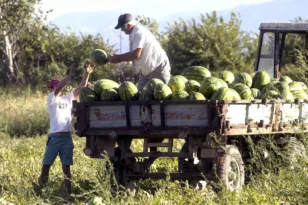 Αχαΐα: Με καταστροφή απειλείται το καρπούζι – 1000 νταλίκες περιμένουν φορτωμένες και 5 εκατ. κιλά στα χωράφια