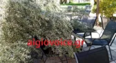 Αίγιο: Η ελιά...έγειρε πάνω στα τραπέζια καφετέριας! Ευτυχώς, αναίμακτα...