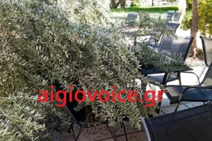 Αίγιο: Η ελιά…έγειρε πάνω στα τραπέζια καφετέριας! Ευτυχώς, αναίμακτα…